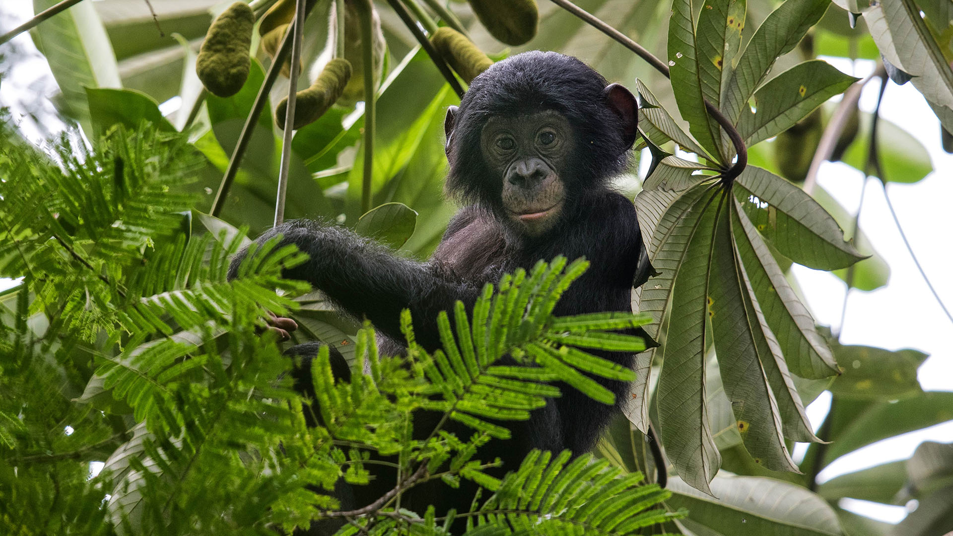 Le retour des chimpanzés en RDC WWF France